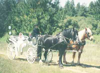 Draft Horses For Hire